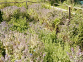 Jardin_18-mai_1