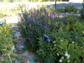 Jardin_18-mai_5