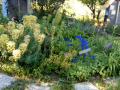 Jardin_18-mai_6