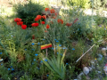 Jardin_18-mai_7